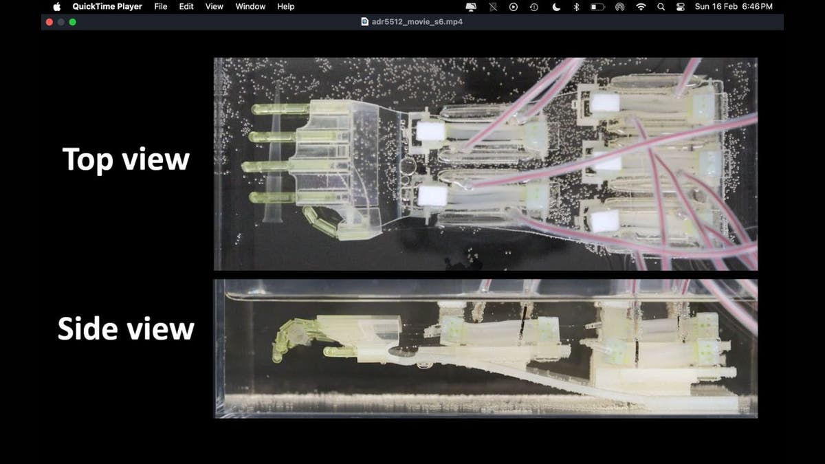 The 2025 Terminator? Lab-grown muscle brings biohybrid robot hand to life