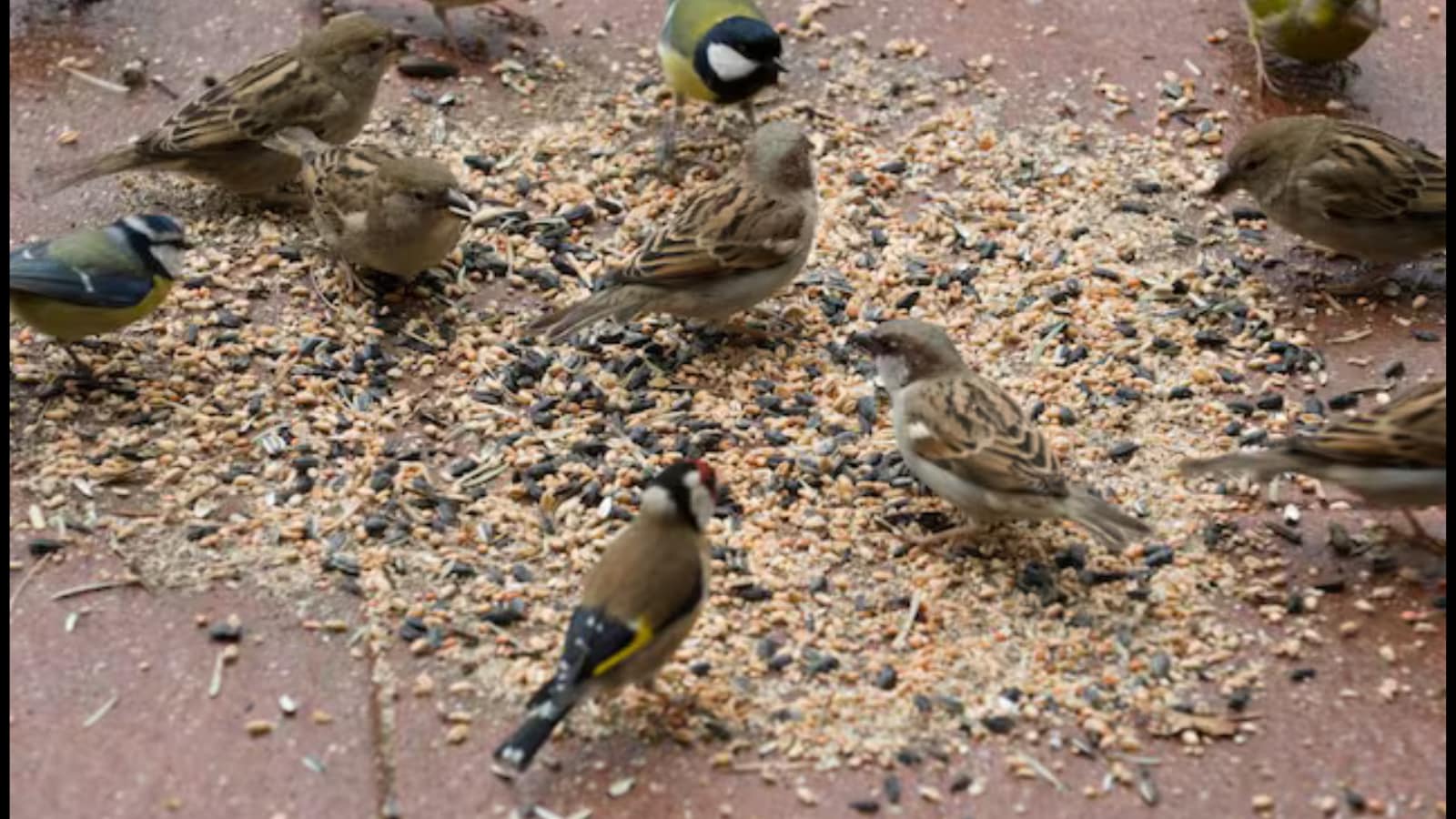  Birds