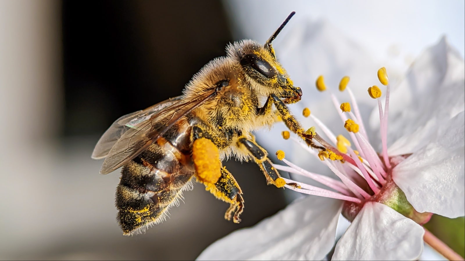  Bees
