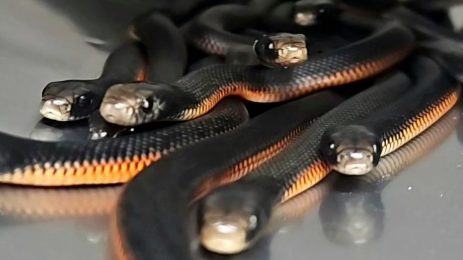 Snakes