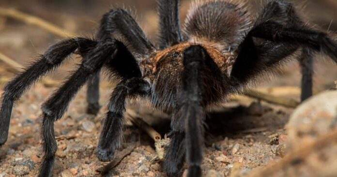 Tarantulas-Why-you-shouldnt-be-afraid.jpg