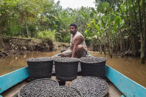 Getty Images A man on a small blue boat with open buckets of small dark berries. His boat is in brown water with trees growing from the water and greenery in the canopy. 