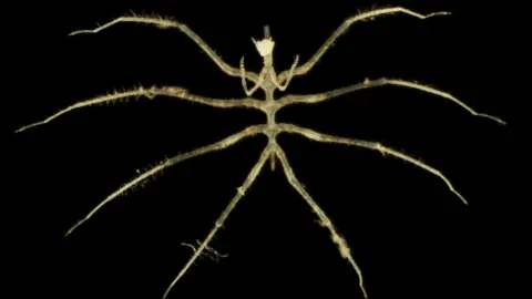 Natural History Museum/University of Gothenburg An abyssal sea spider. It has a long, thin, bright yellow body, with eight long legs. It has a relatively large head, and two short, thin arms.